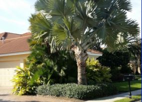 Landscaping Lakeland FL